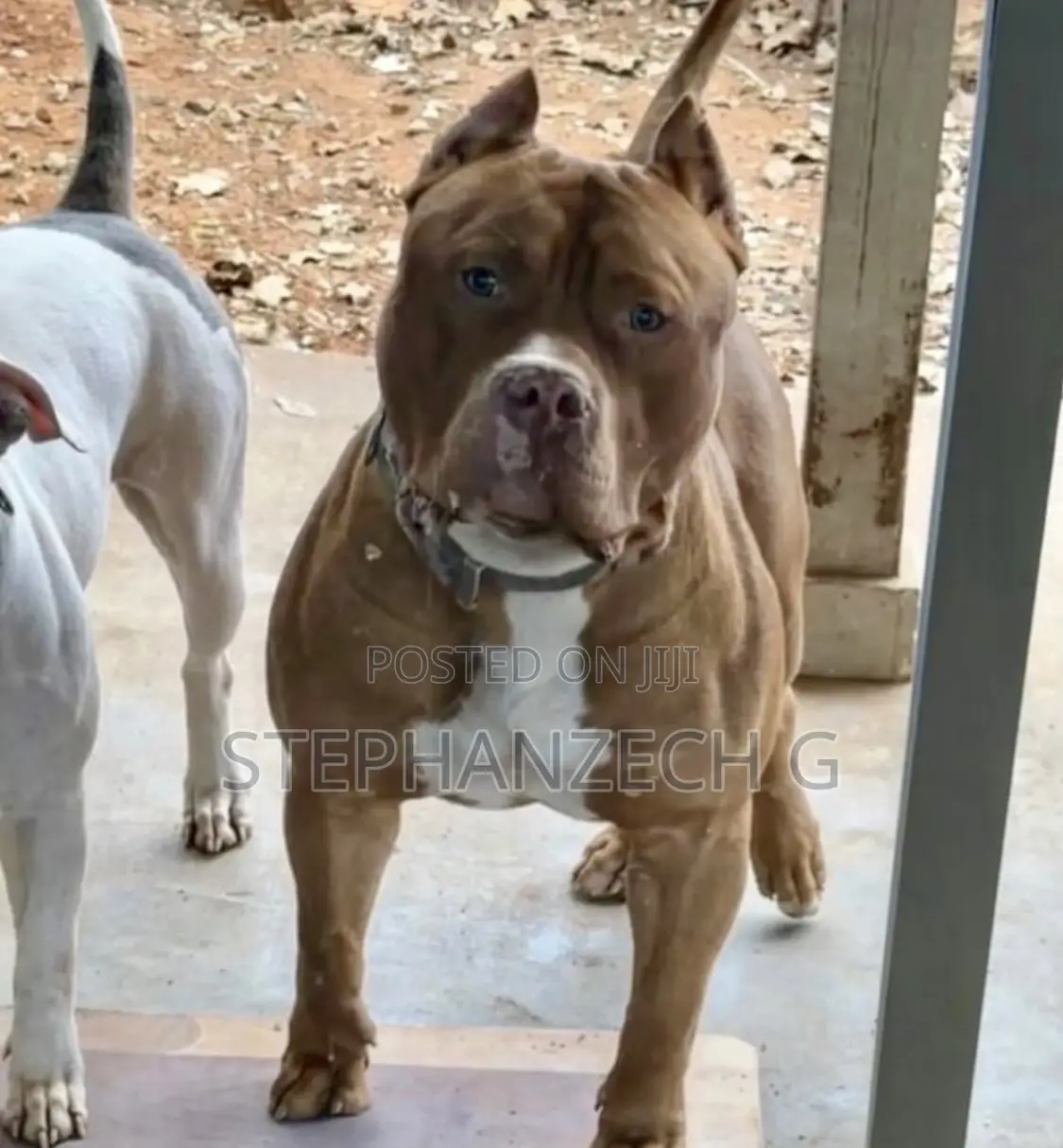 1+ year Male Purebred American Bully