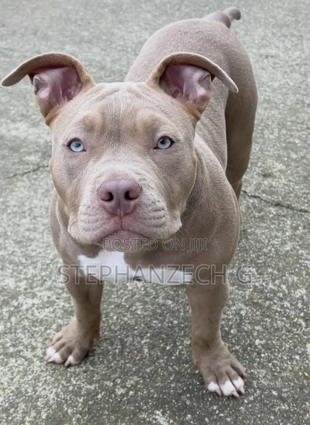 1+ year Male Purebred American Bully