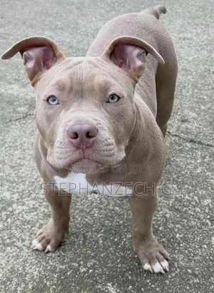 1+ year Male Purebred American Bully