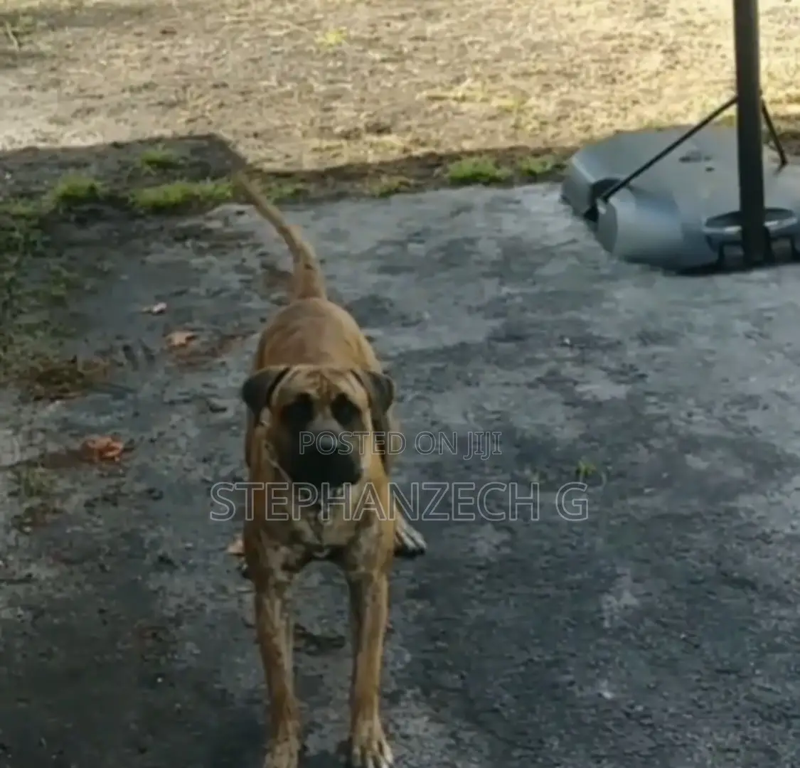 6-12 months Male Mixed Breed German Shepherd