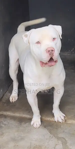 1+ year Male Purebred American Bully