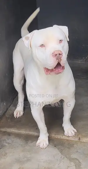 1+ year Male Purebred American Bulldog