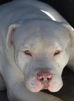 1+ year Male Purebred American Bully