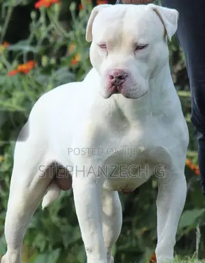 1+ year Male Purebred American Bully