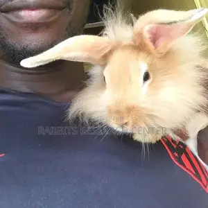 Healthy and Active Rabbit Breeds