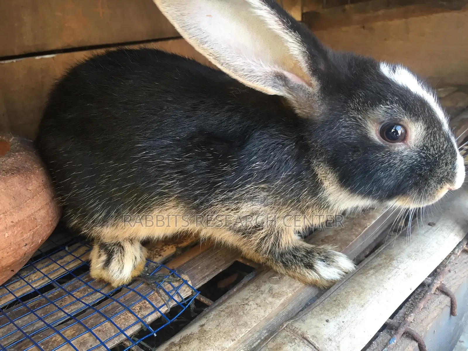 Healthy/Neat Bunnies for Pets.
