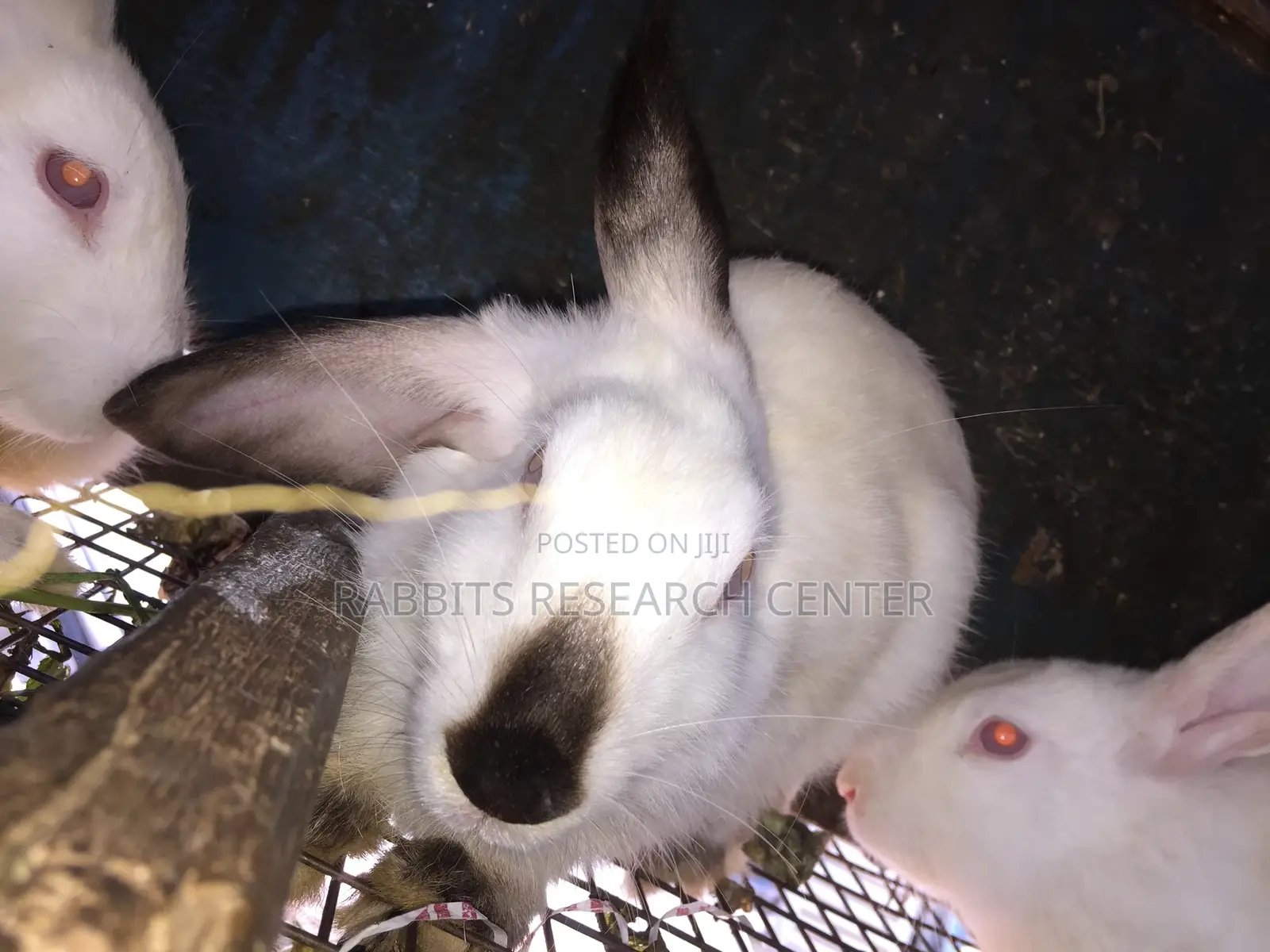 Healthy/Neat Bunnies for Pets.