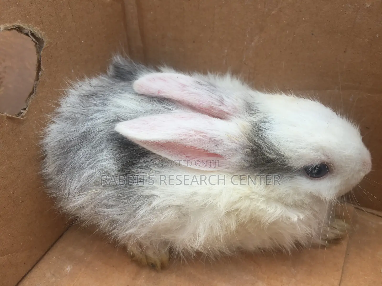 Healthy/Neat Bunnies for Pets.