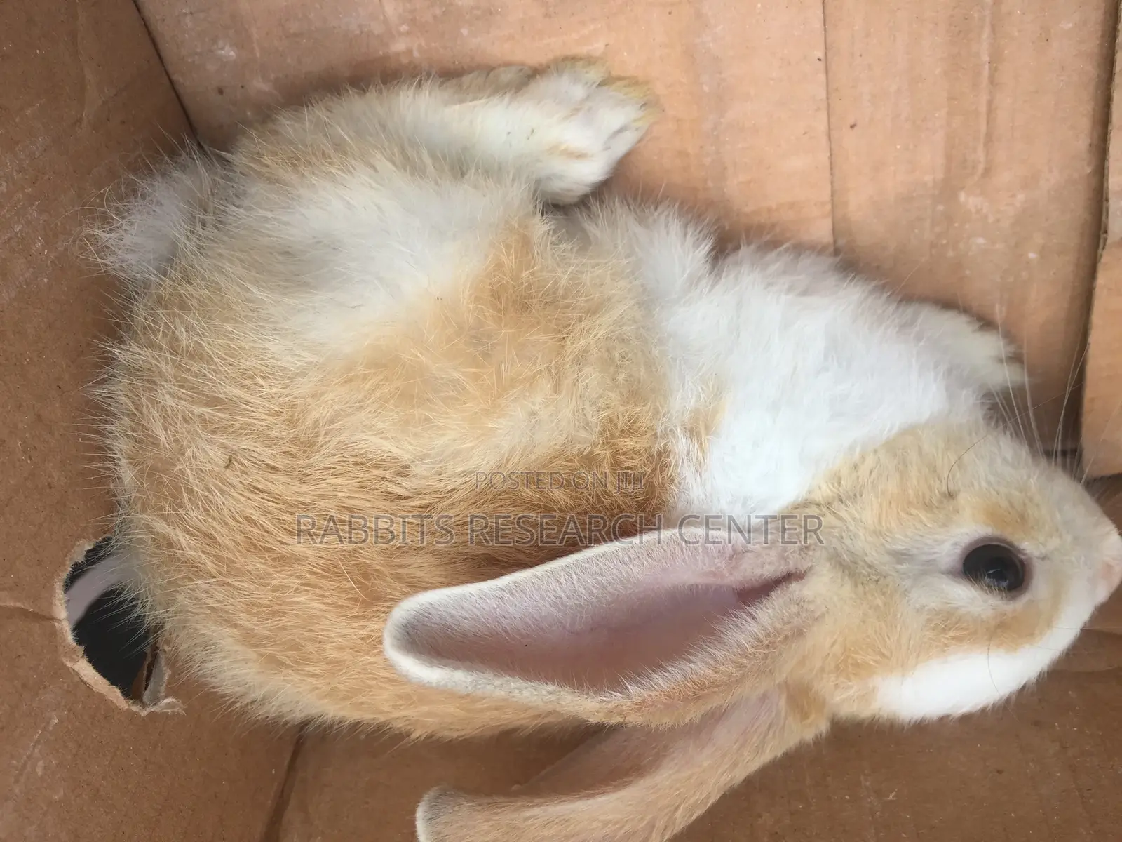 Healthy/Neat Bunnies for Pets.