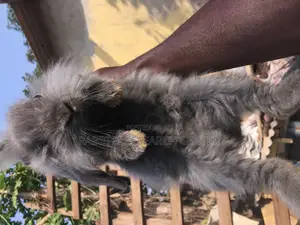 Healthy/Neat Bunnies for Pets.