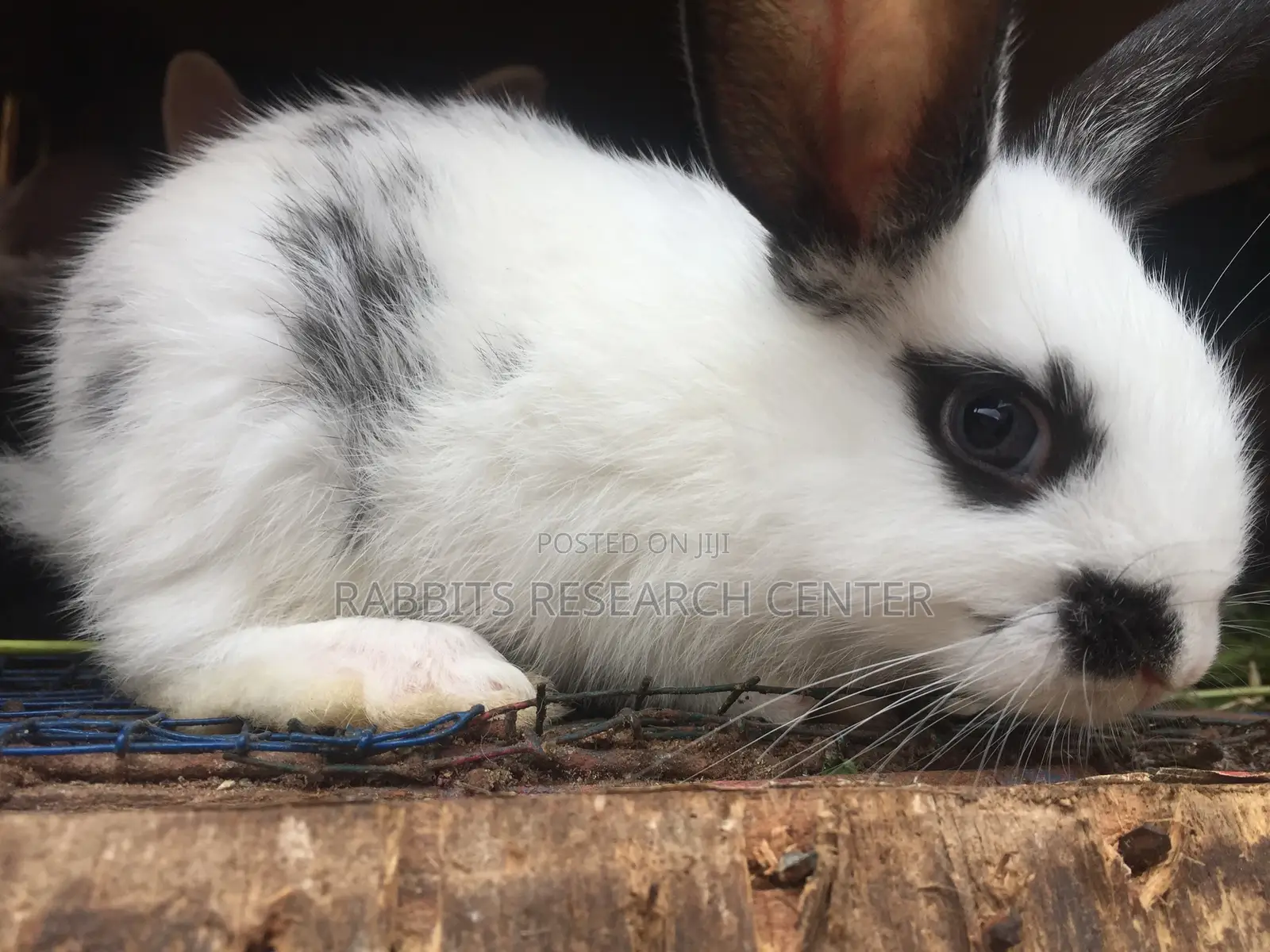 Healthy/Neat Bunnies for Pets.