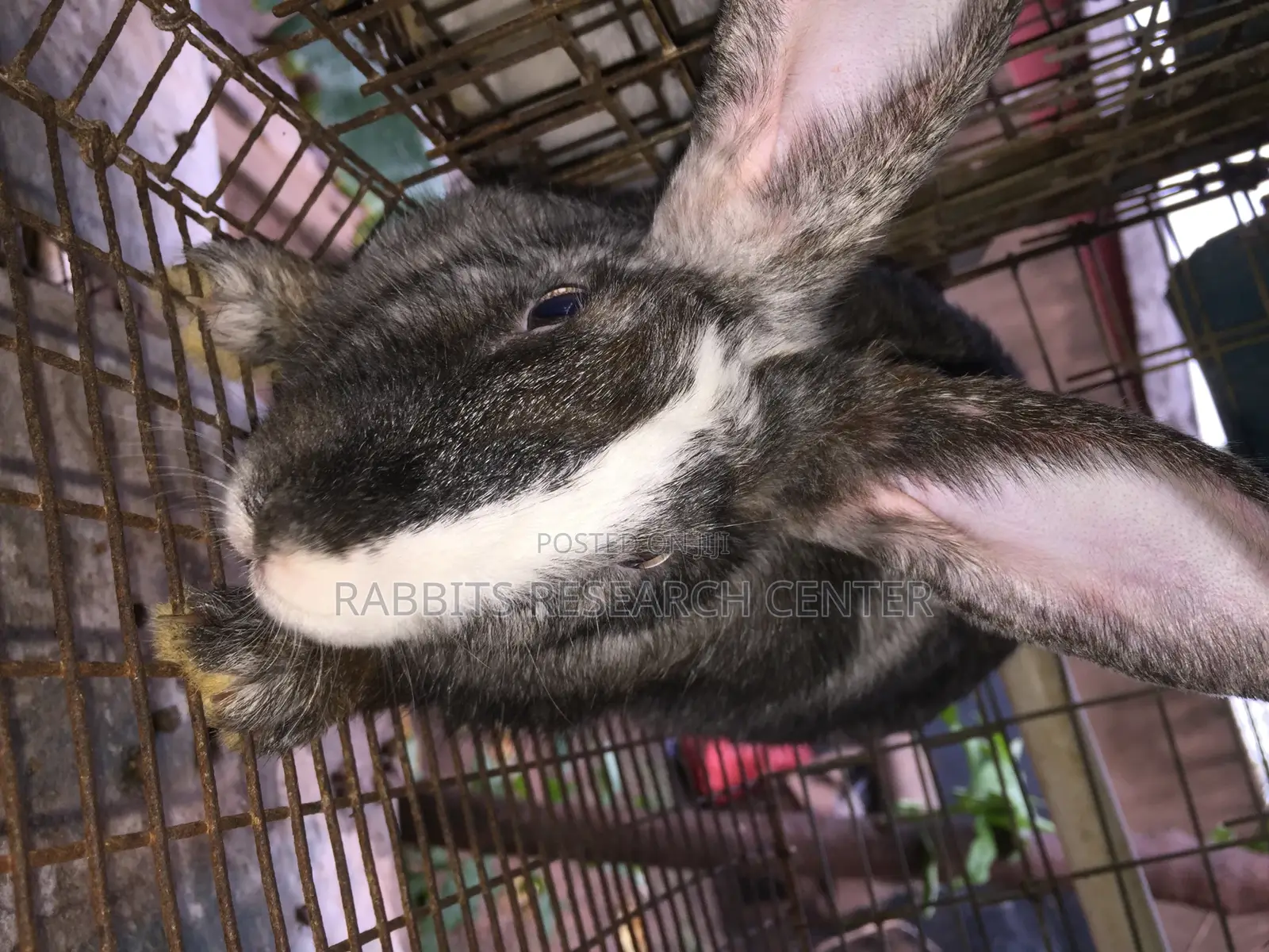 Healthy/Neat Bunnies for Pets.
