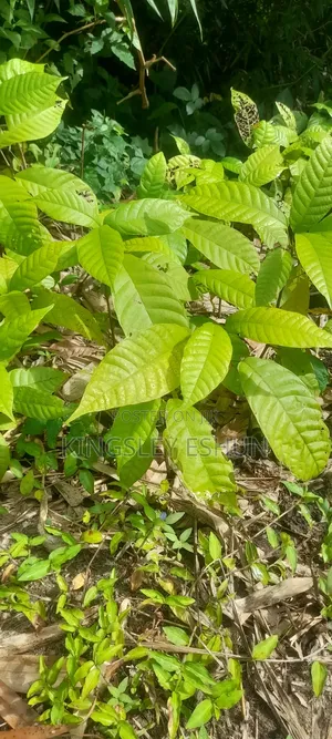 Big Guava Seedlings