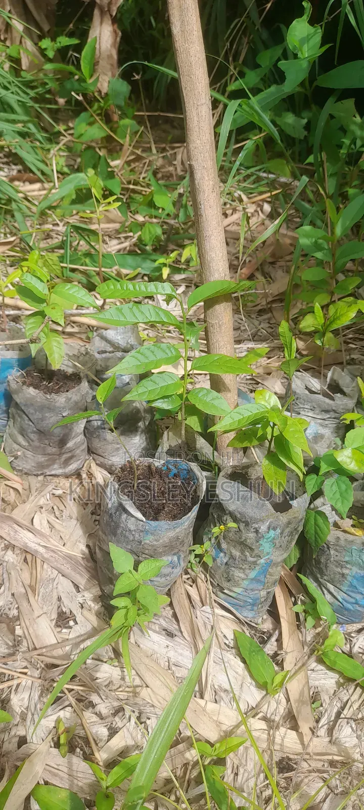 Big Guava Seedlings