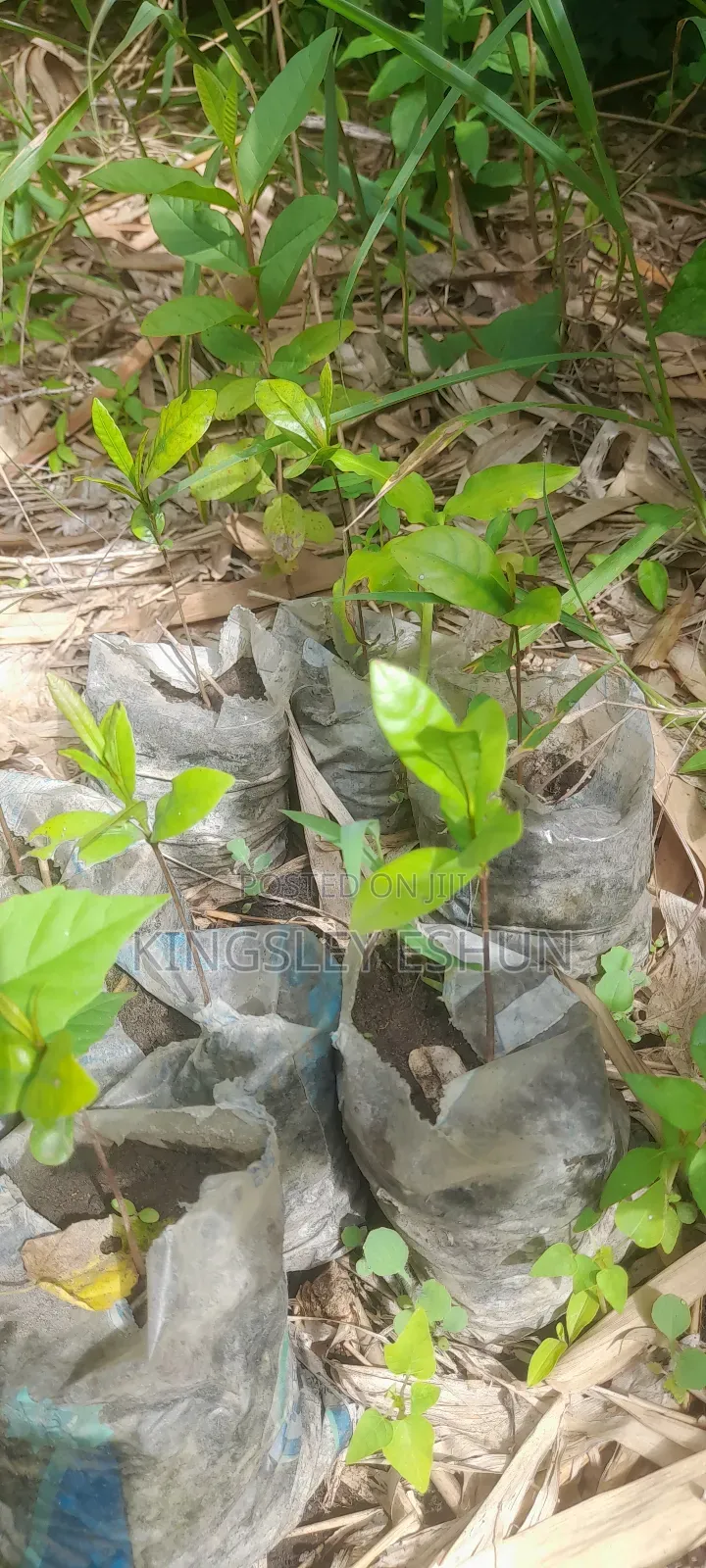 Big Guava Seedlings