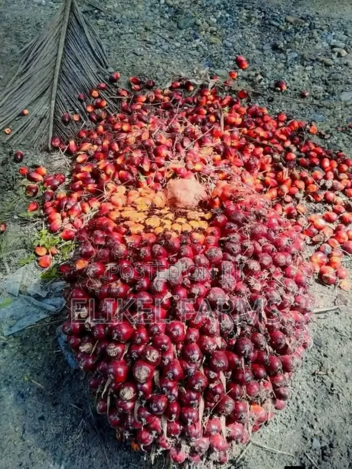 Nursed Tenera Oil Palm Seedlings for Sale.