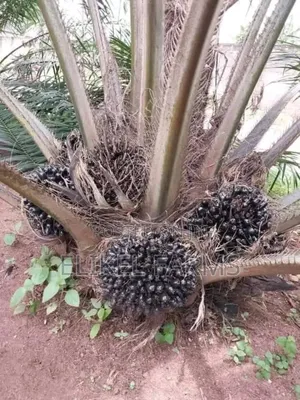 Nursed Tenera Oil Palm Seedlings for Sale.