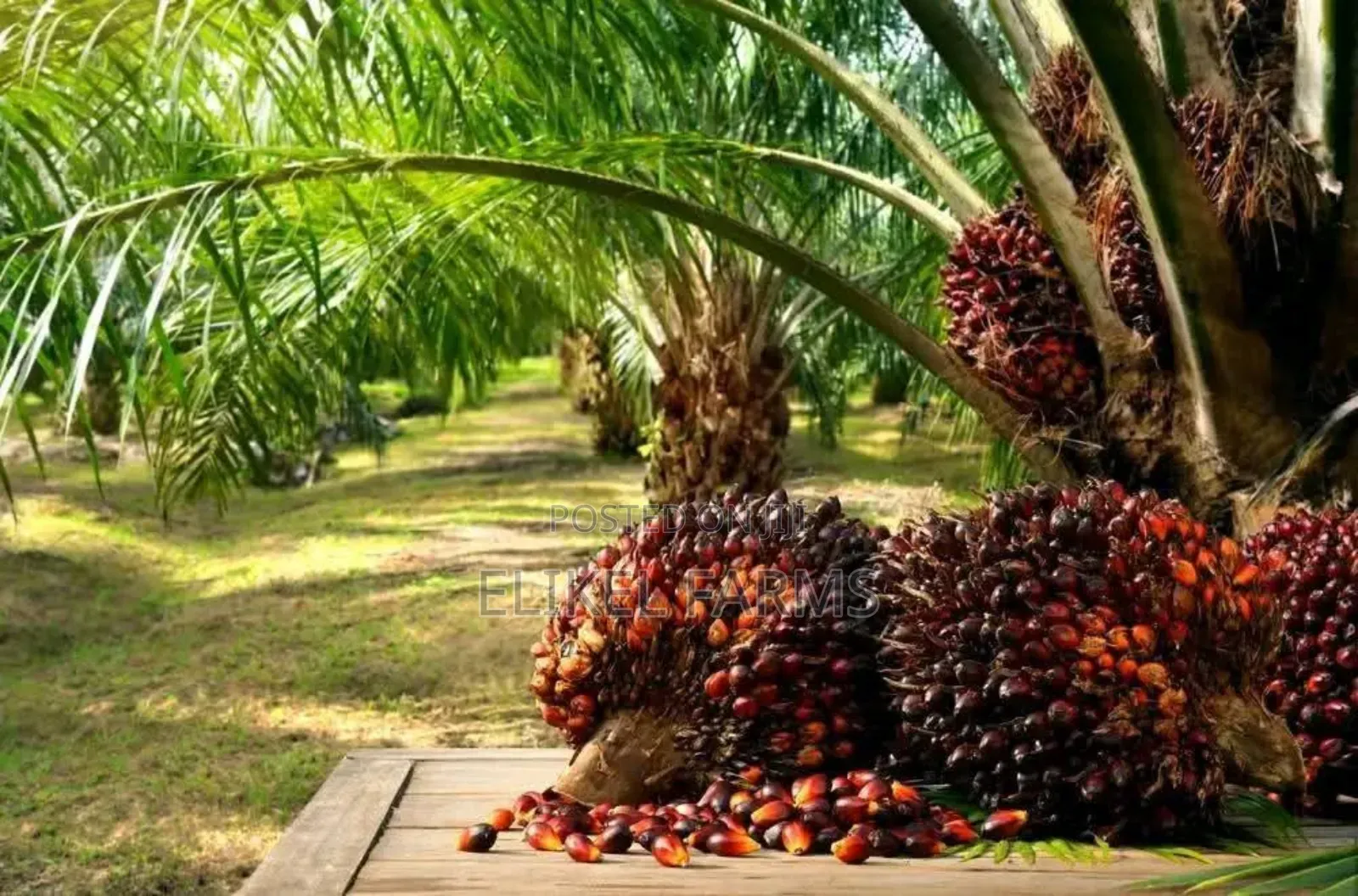 Nursed Tenera Oil Palm Seedlings for Sale.