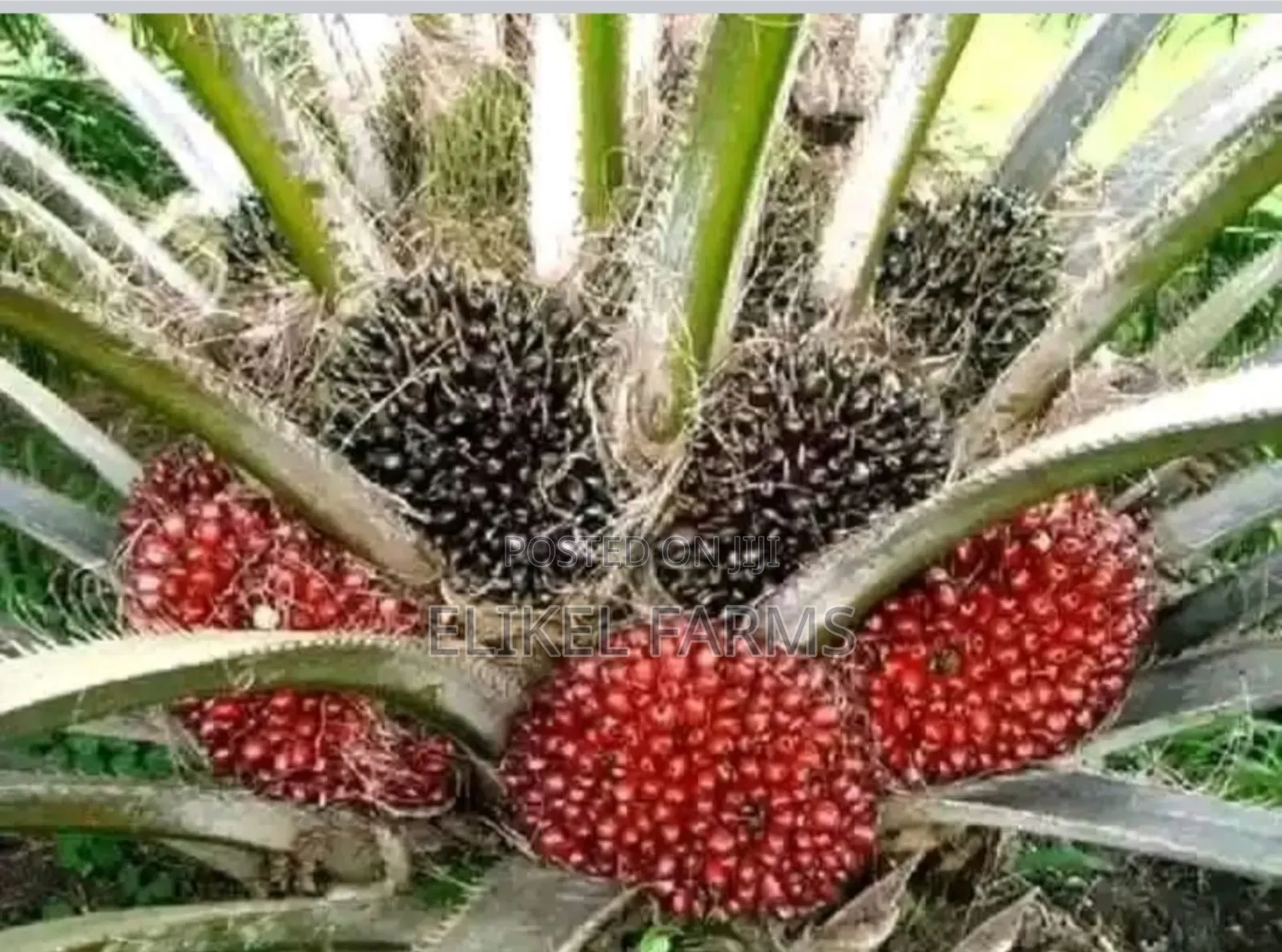 Nursed Tenera Oil Palm Seedlings for Sale.