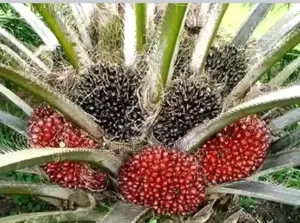 Nursed Tenera Oil Palm Seedlings for Sale.