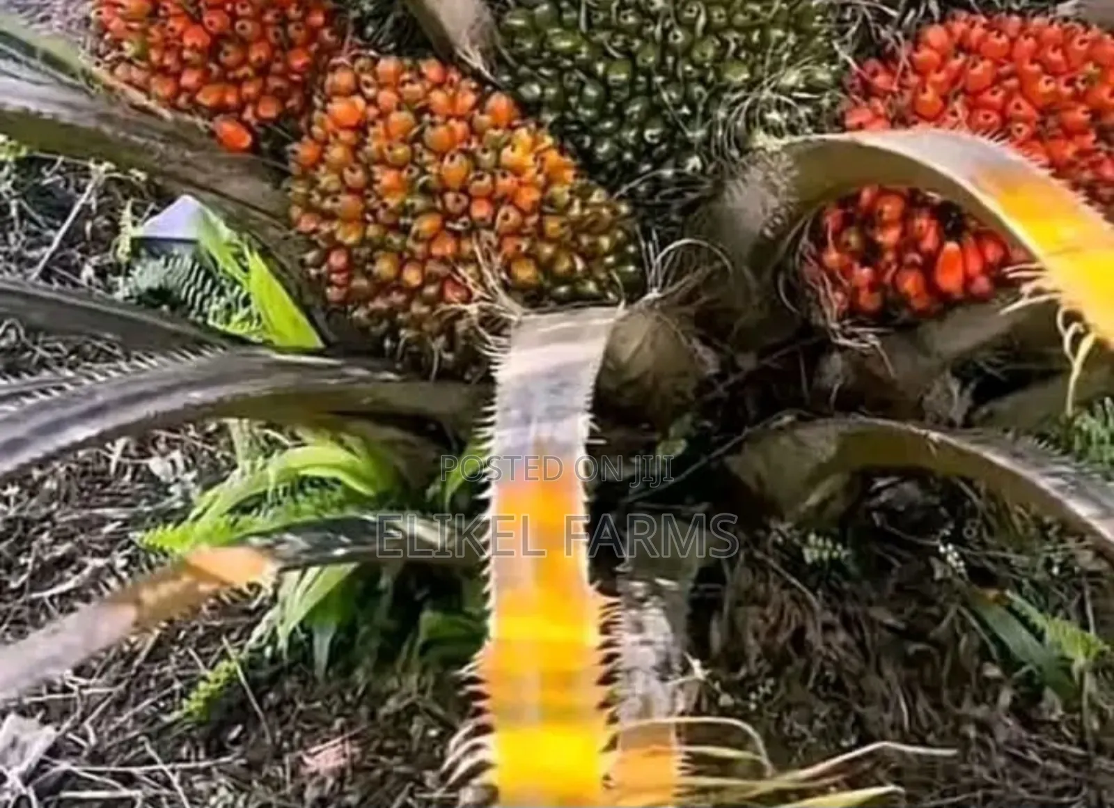 Nursed Tenera Oil Palm Seedlings for Sale.