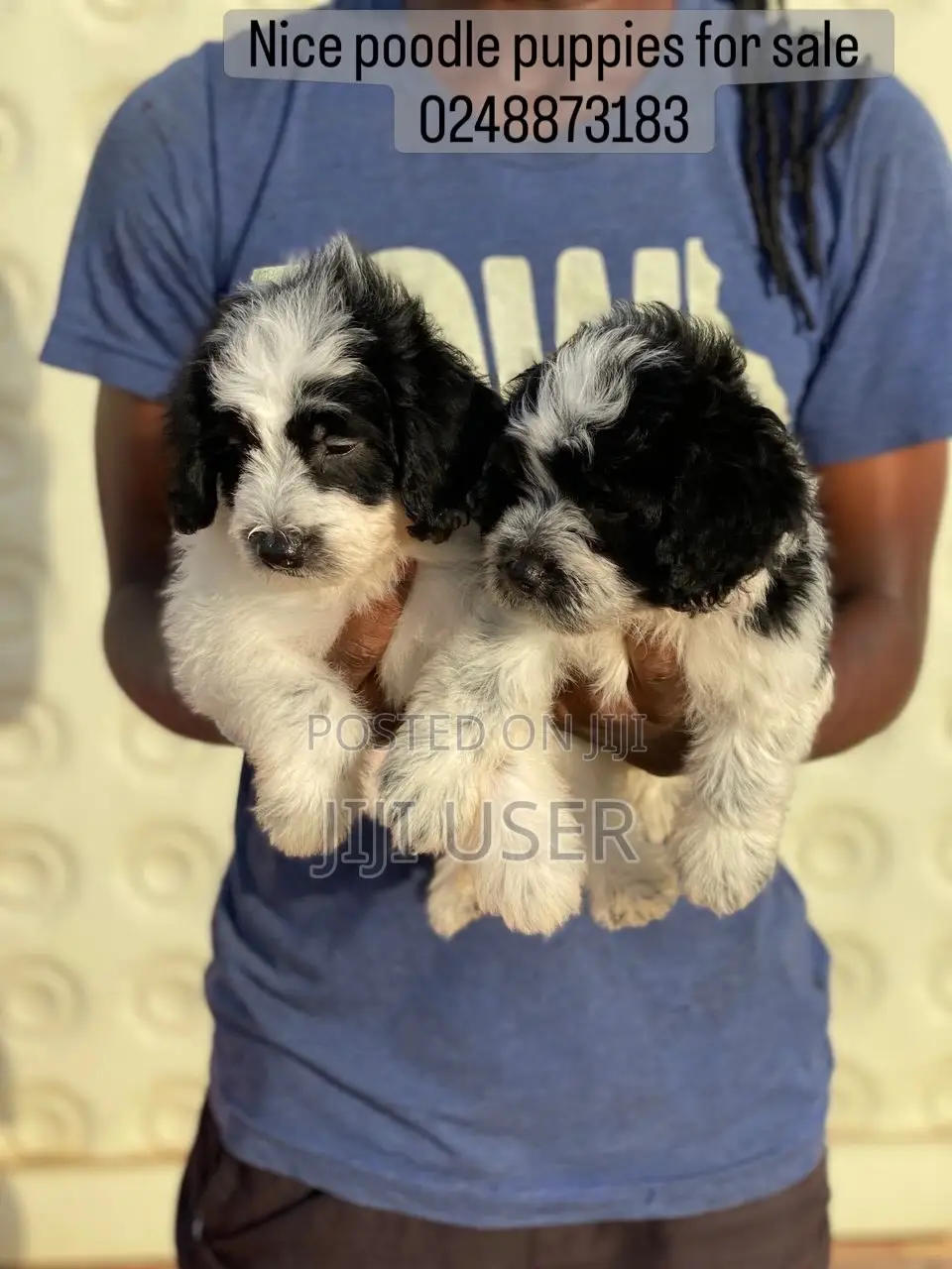 1-3 months Male Purebred Poodle