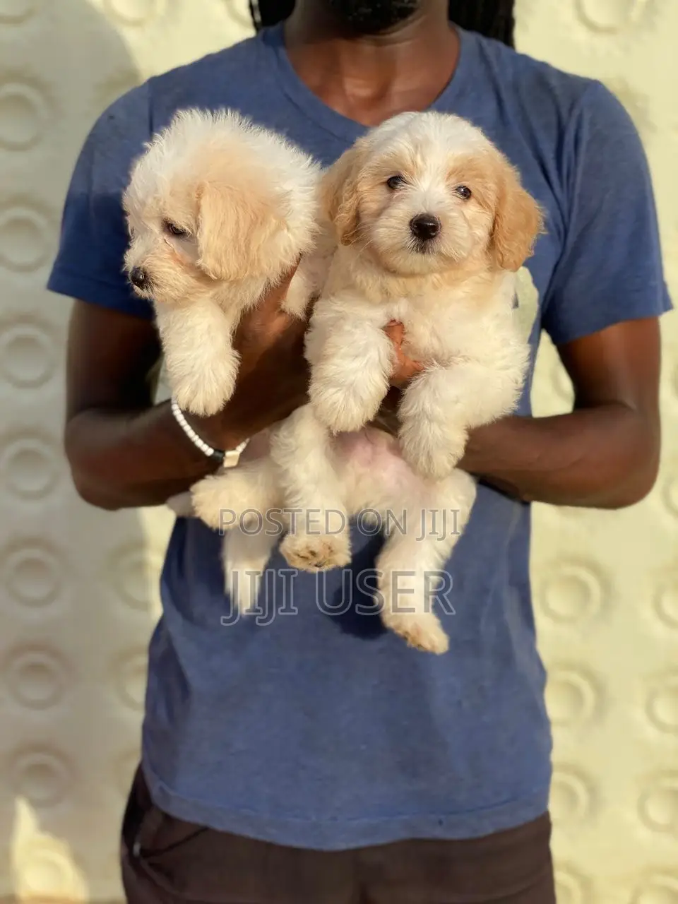 1-3 months Male Purebred Poodle