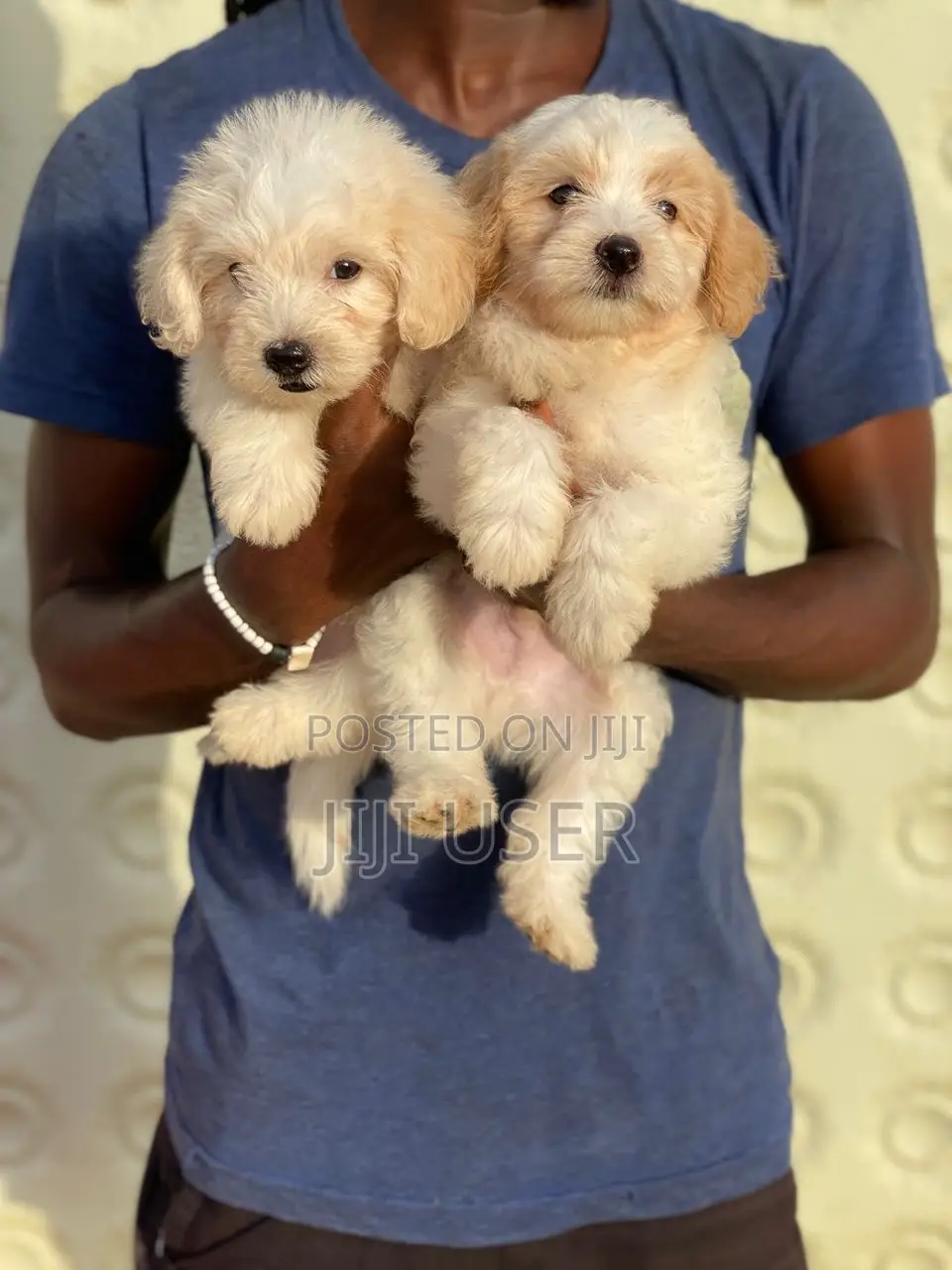 1-3 months Male Purebred Poodle