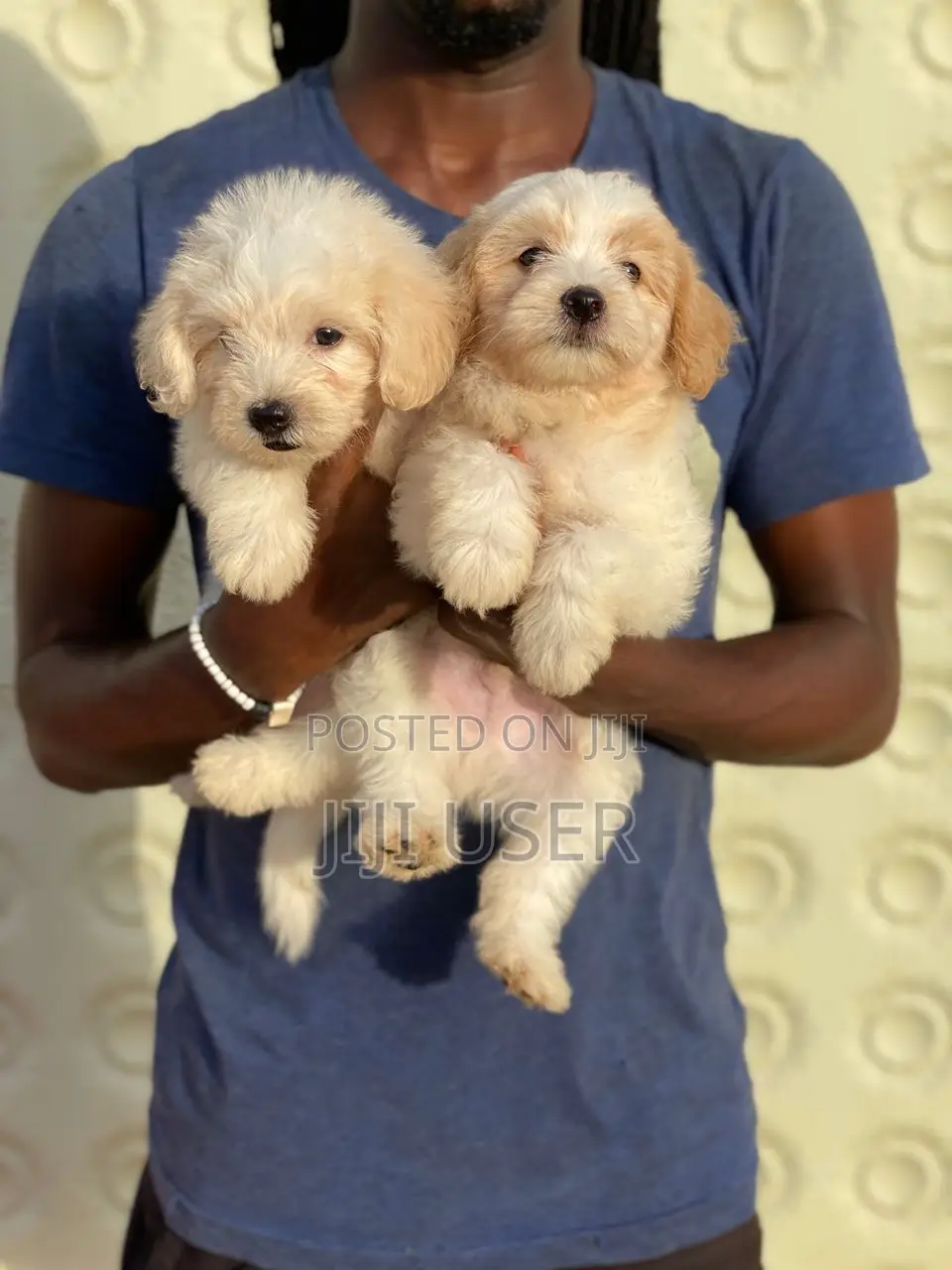 1-3 months Male Purebred Poodle
