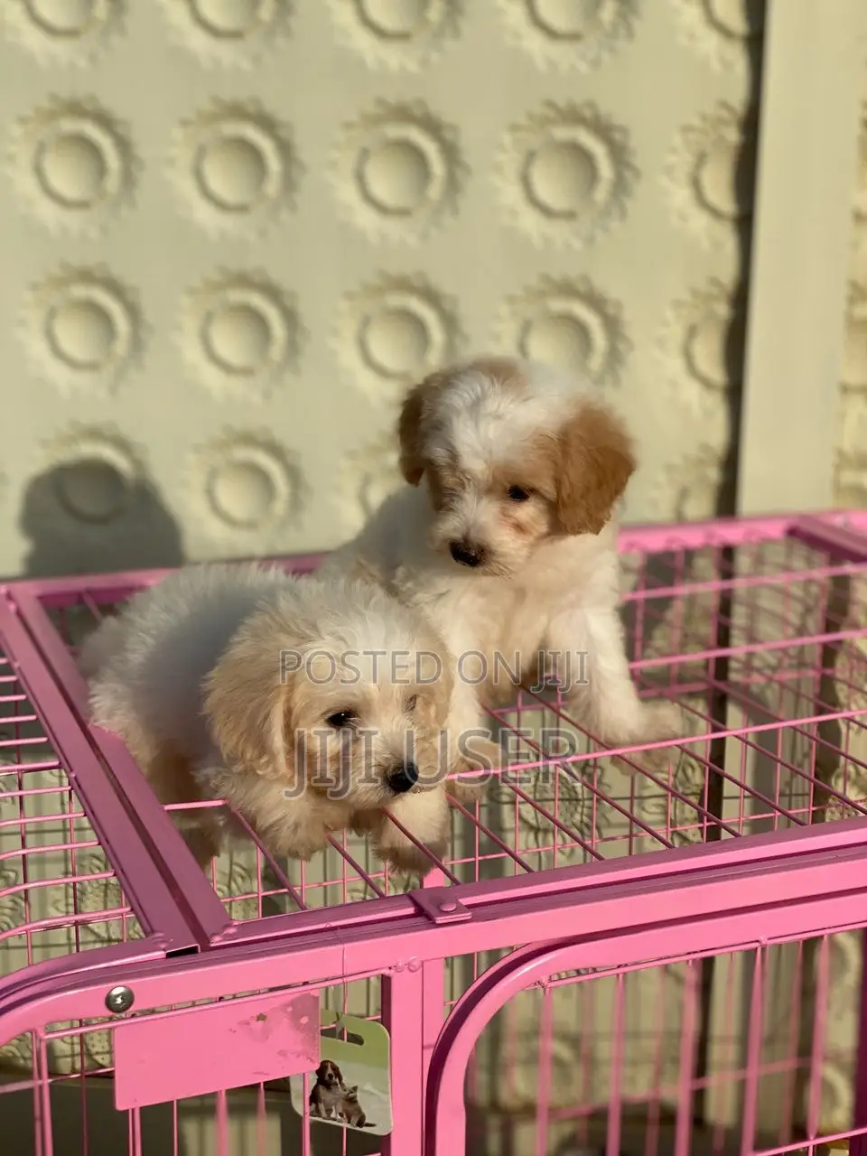 1-3 months Male Purebred Poodle