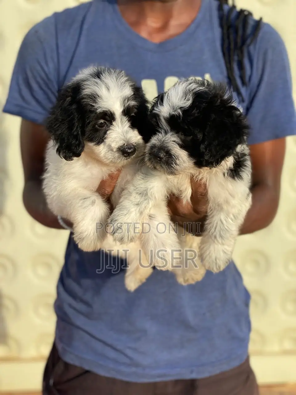 1-3 months Male Purebred Poodle