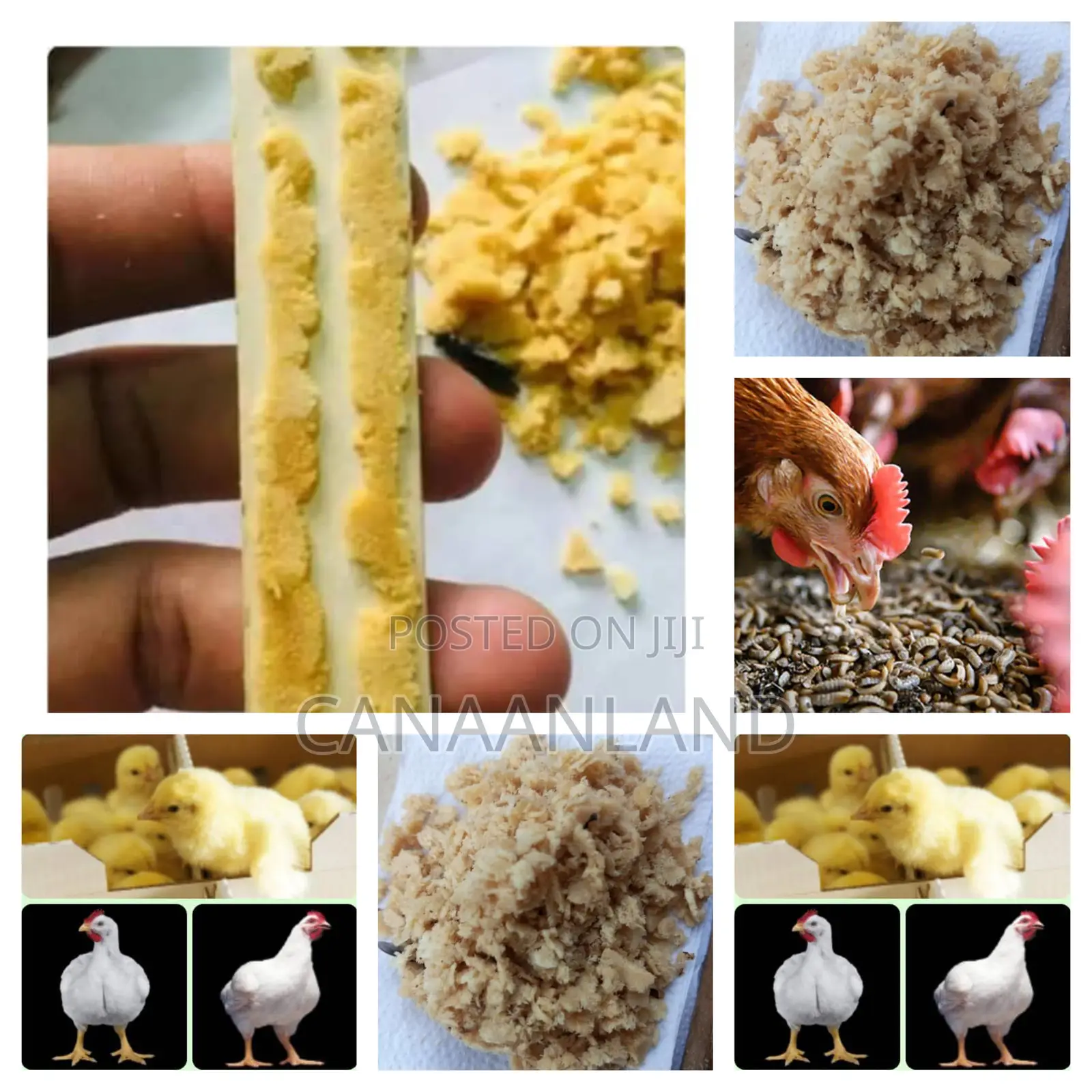Black Soldier Flies : Eggs, Larvae, Prepupae, Pupae