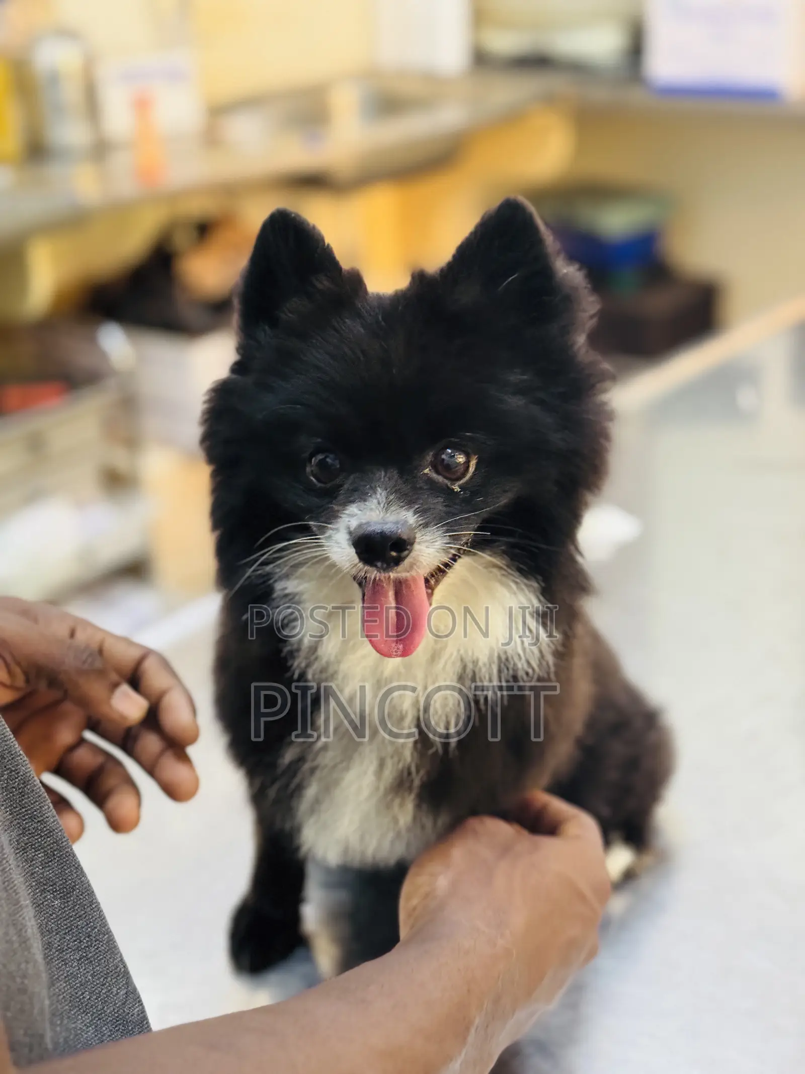 1+ year Male Purebred Pomeranian
