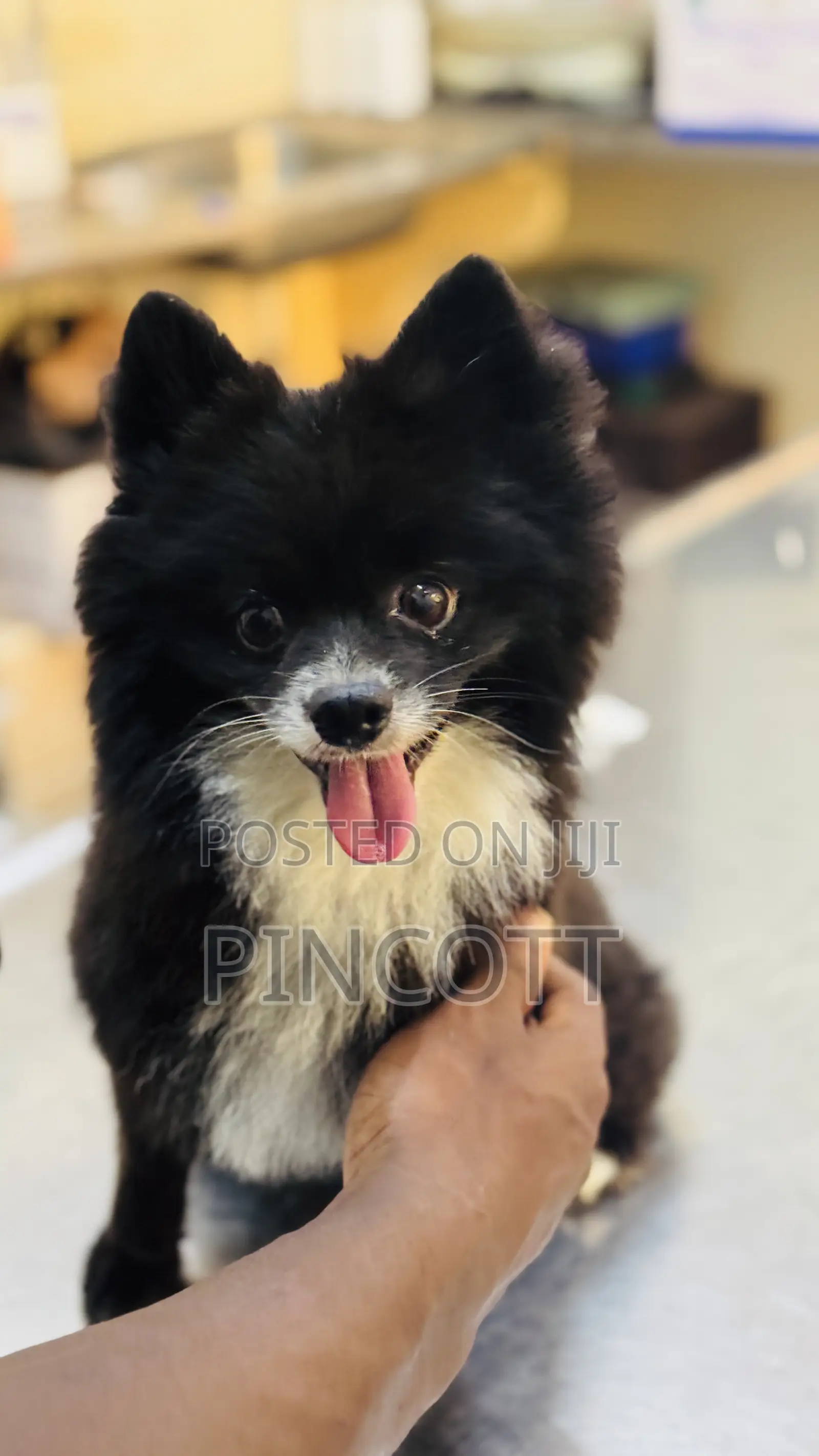 1+ year Male Purebred Pomeranian