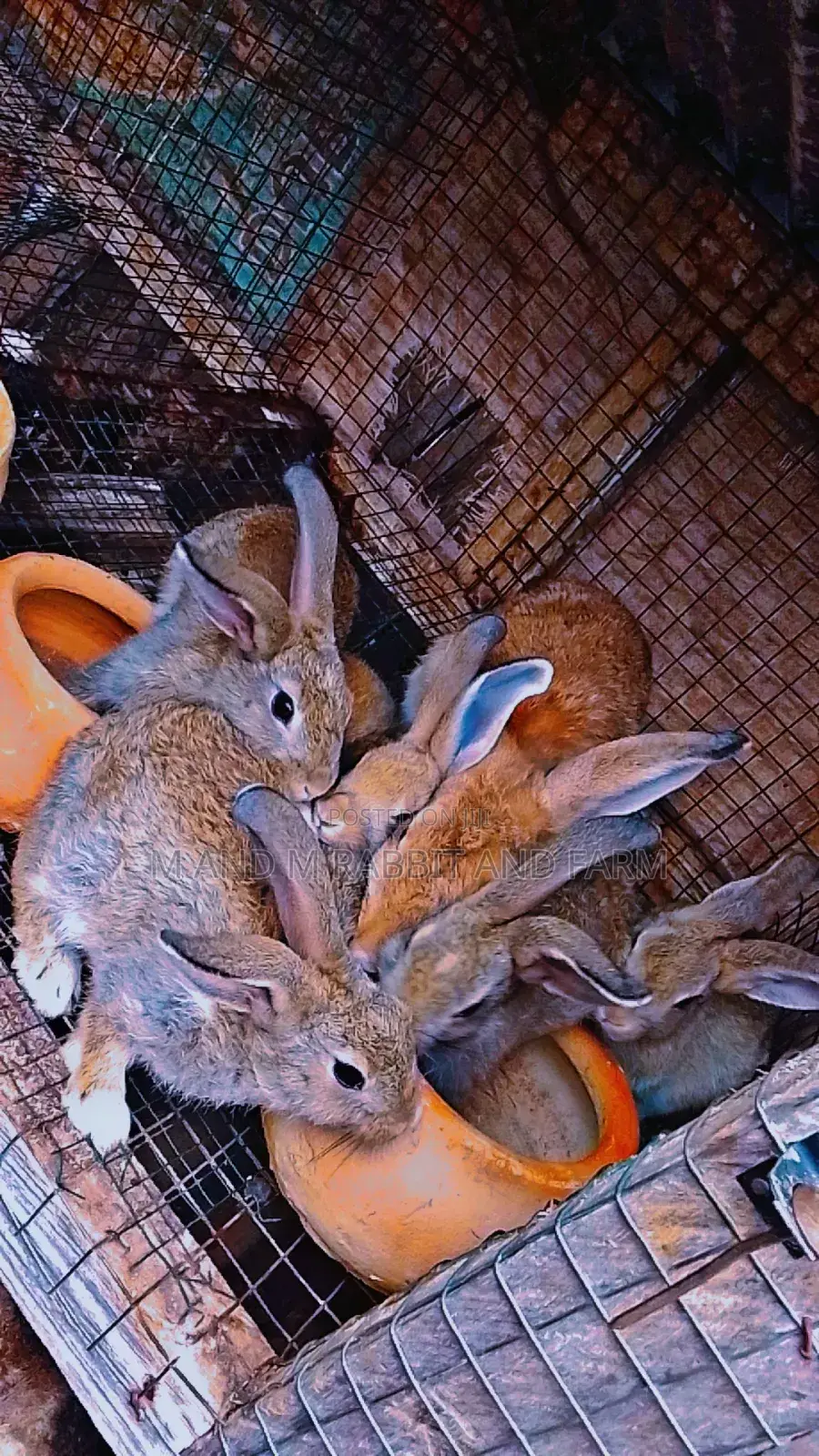 M M Rabbits Are Sold According to Their Wait