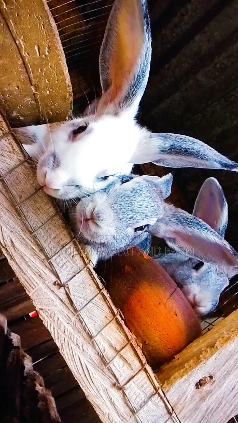 M M Rabbits Are Sold According to Their Wait