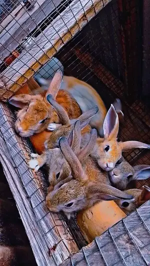 M M Rabbits Are Sold According to Their Wait