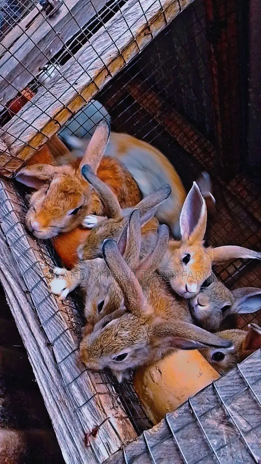 M M Rabbits Are Sold According to Their Wait