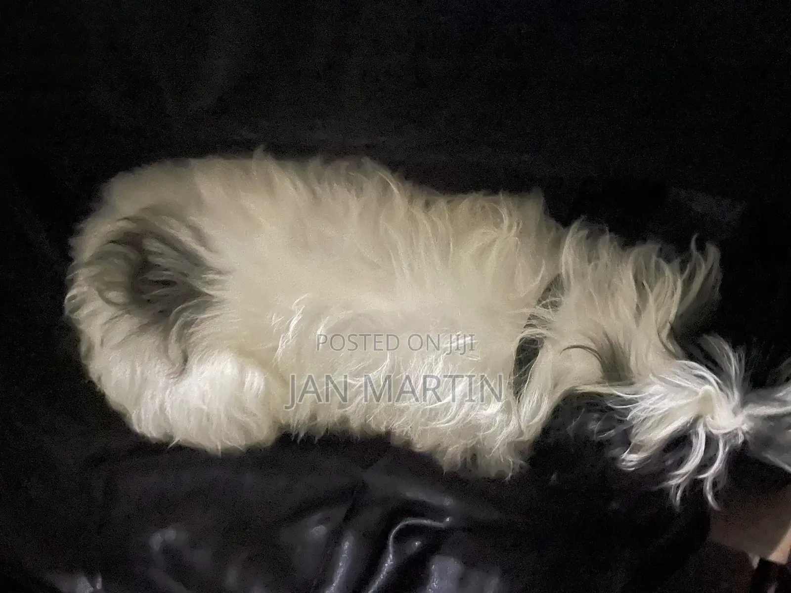 1-3 months Female Purebred Maltipoo