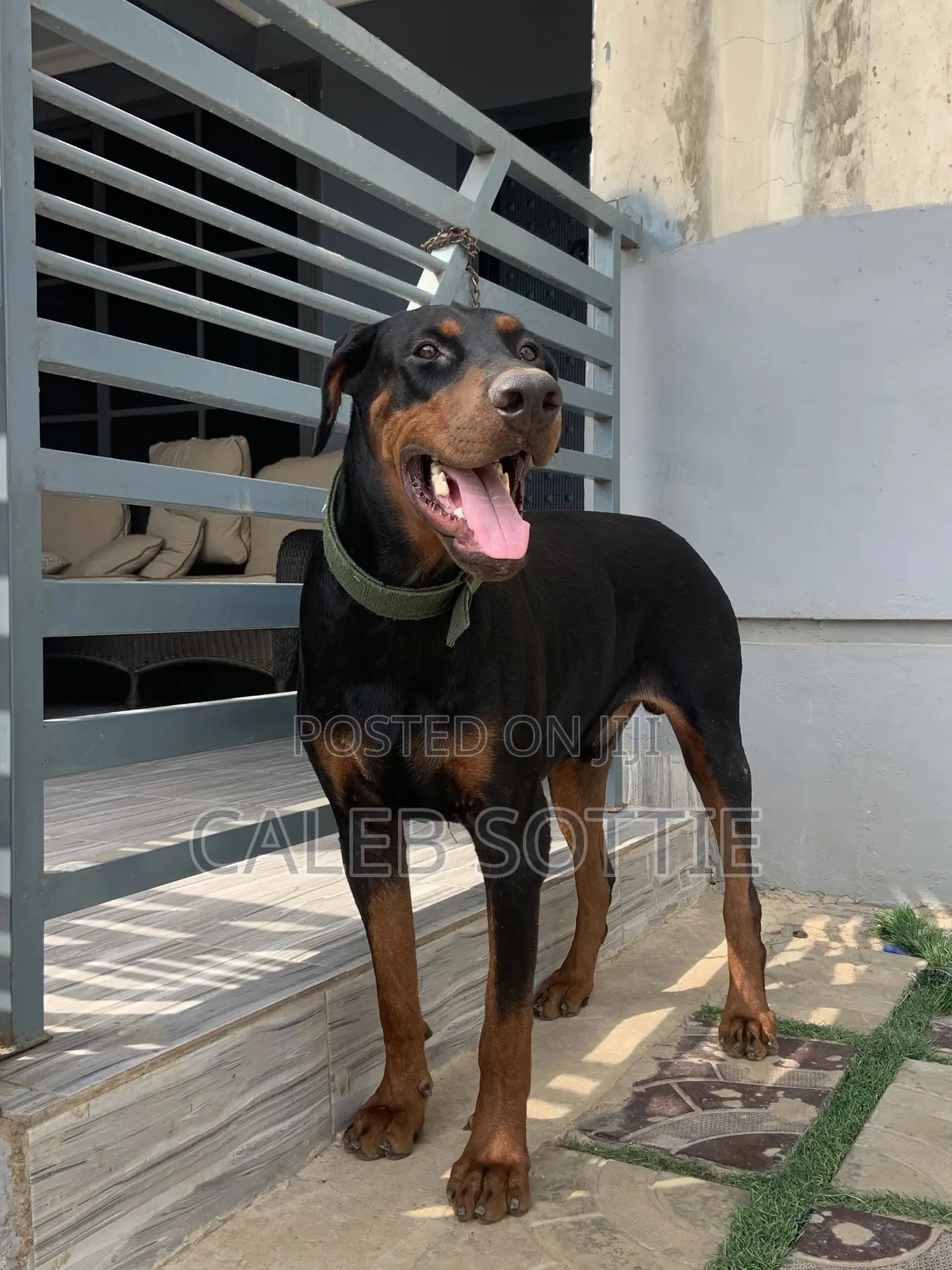 1+ year Male Purebred Doberman Pinscher