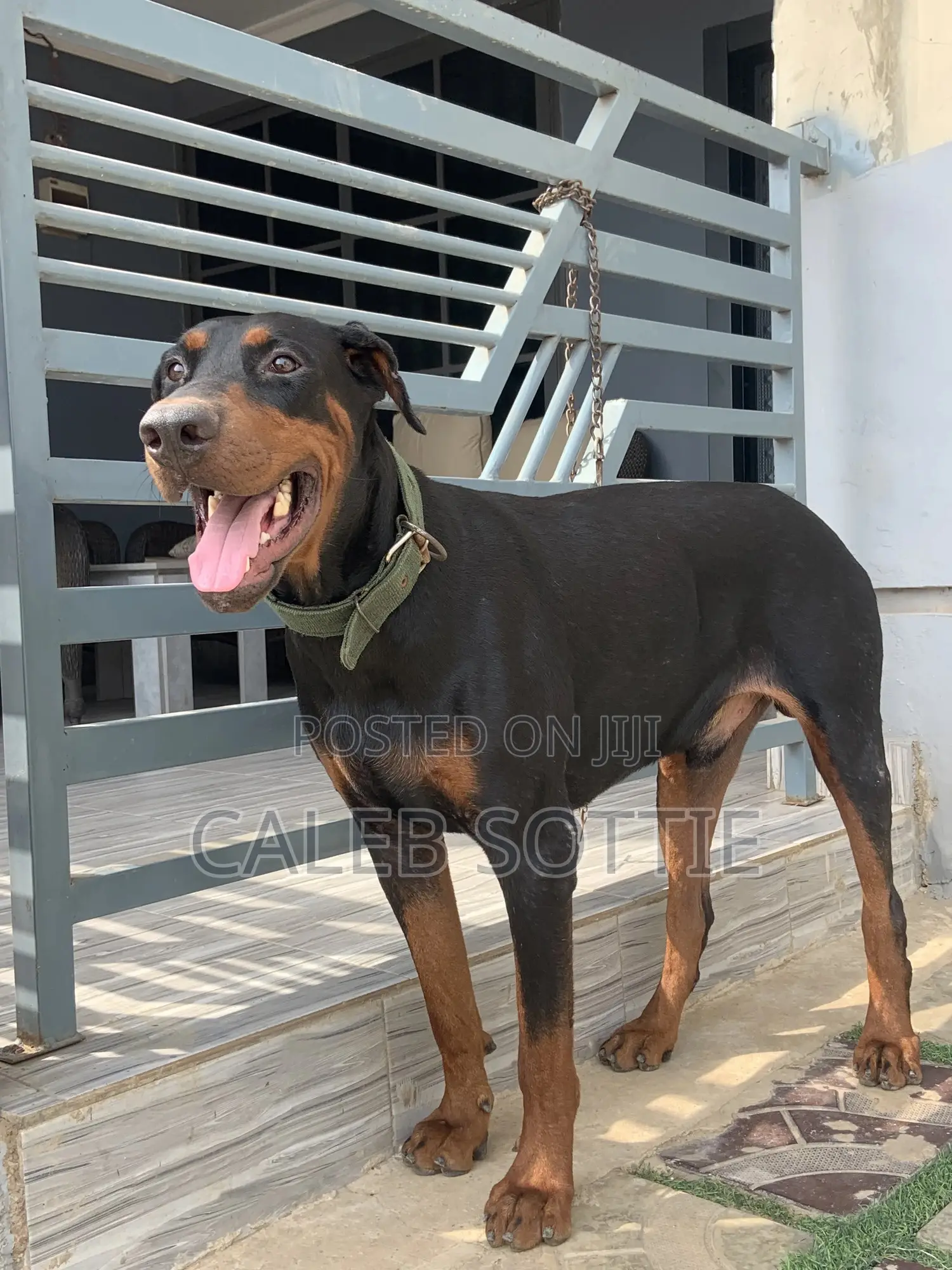1+ year Male Purebred Doberman Pinscher