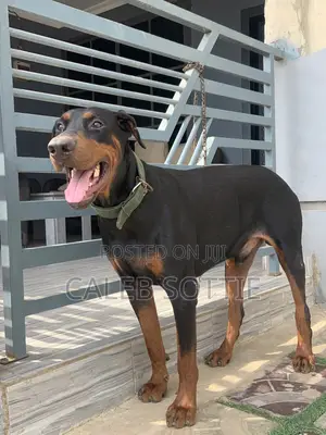 1+ year Male Purebred Doberman Pinscher