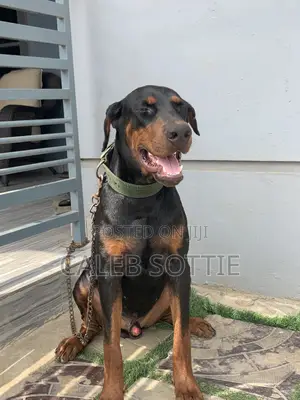 1+ year Male Purebred Doberman Pinscher