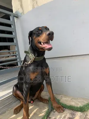 1+ year Male Purebred Doberman Pinscher
