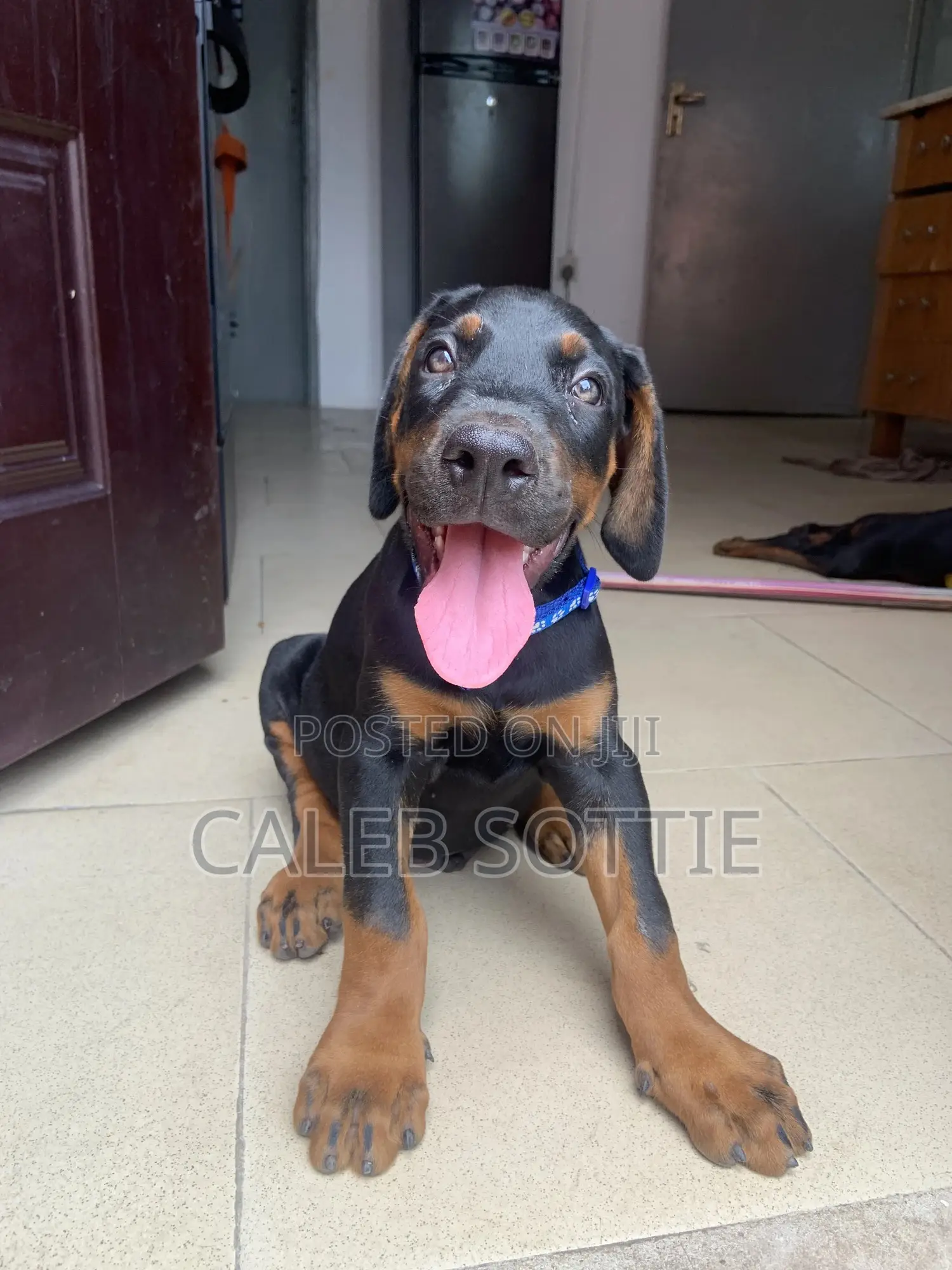 1-3 months Male Purebred Doberman Pinscher