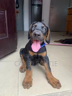 1-3 months Male Purebred Doberman Pinscher