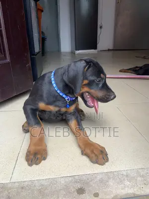 1-3 months Male Purebred Doberman Pinscher