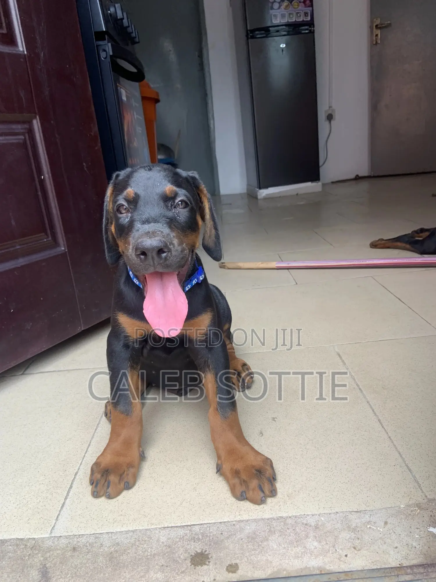 1-3 months Male Purebred Doberman Pinscher
