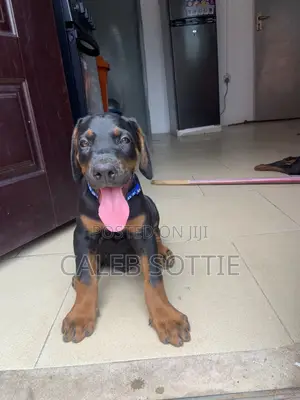1-3 months Male Purebred Doberman Pinscher