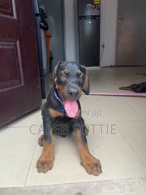 1-3 months Male Purebred Doberman Pinscher